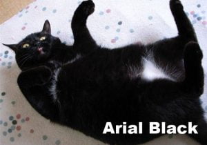 Arial Black