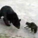 Aslan Yürekli Kedi Mimine