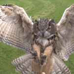 Kartal Baykuş - Eagle Owl