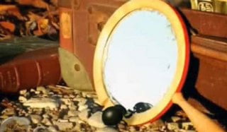 Narsist Bok Böceği