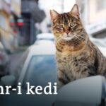 İstanbul: Kedilerin Şehri Şehr-i Kedi
